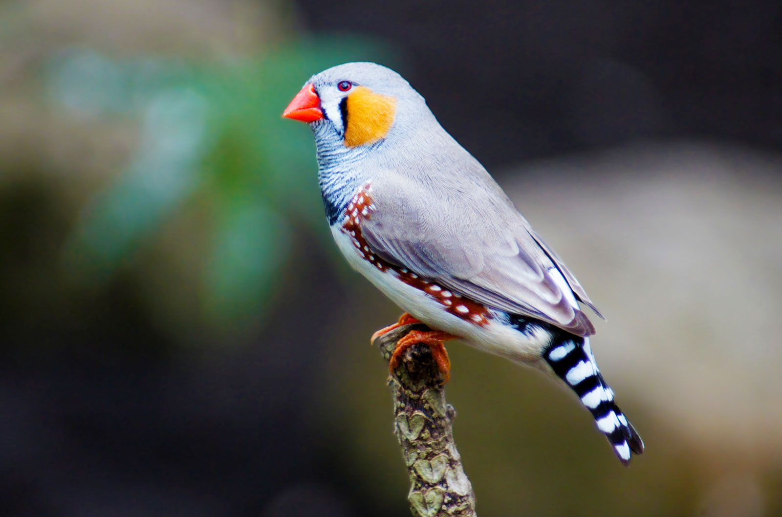 Bird