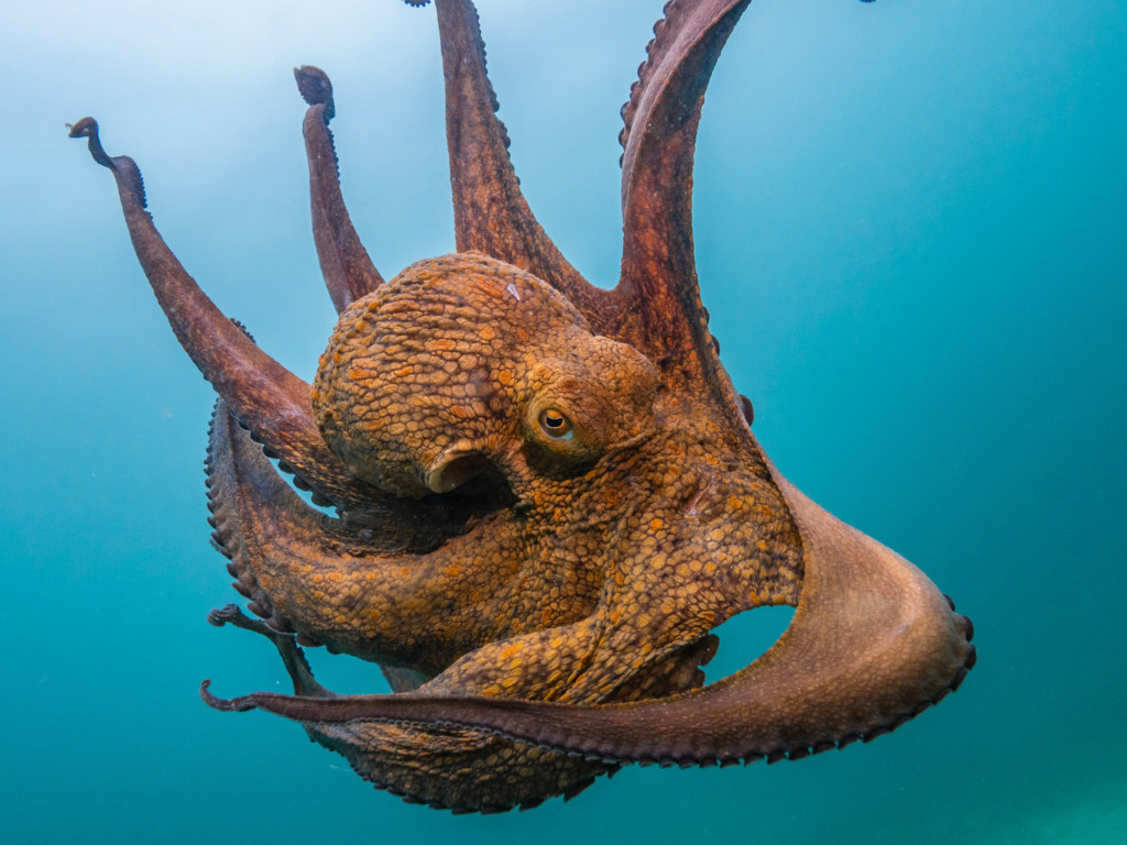 Kraken
