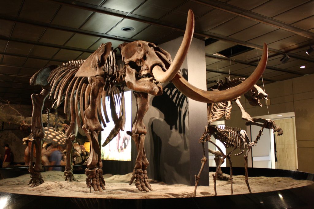 Mastodon