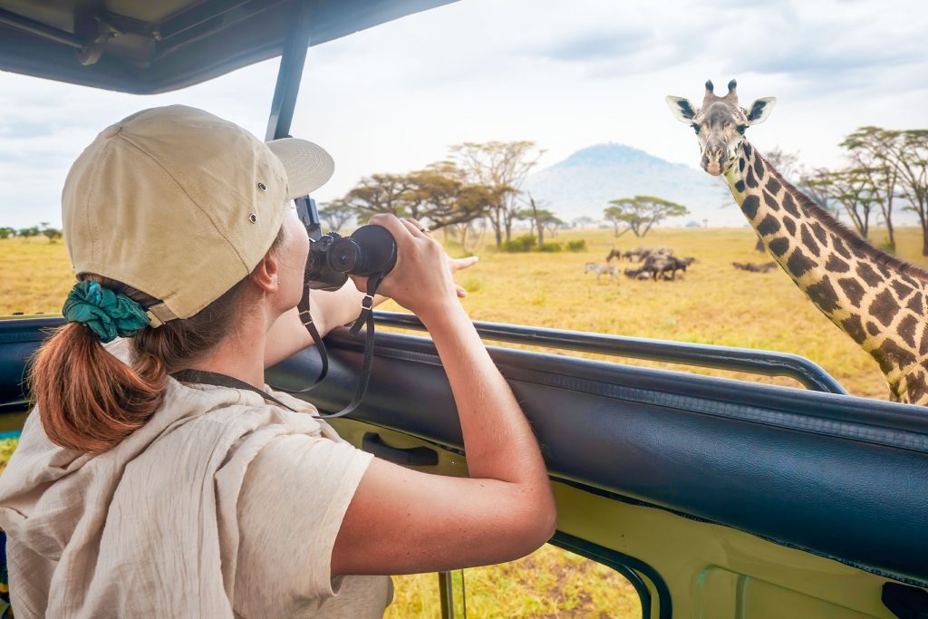 Safari